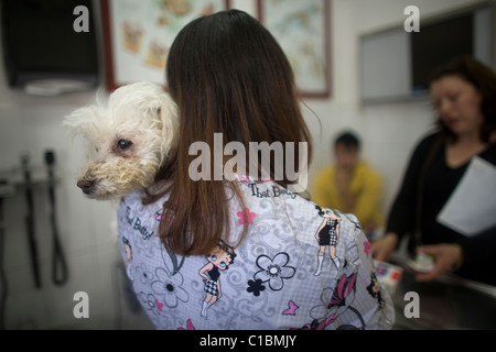 A veterinarian holds a Poodle dog as she speaks with its owners at a Pet Hospital in Condesa, Mexico City, Mexico Stock Photo