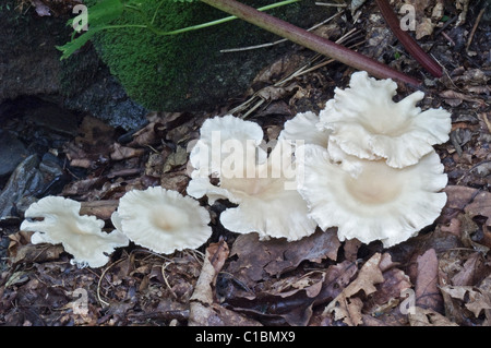 Funnel Cup (Clitocybe gibba) Stock Photo