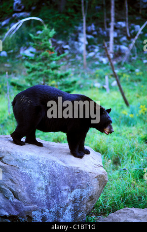 Canada, Quebec Province, black bear in La Verendrye Wildlife Reserve Stock Photo