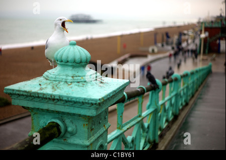 Seagull Squawking on Brighton Beach Stock Photo