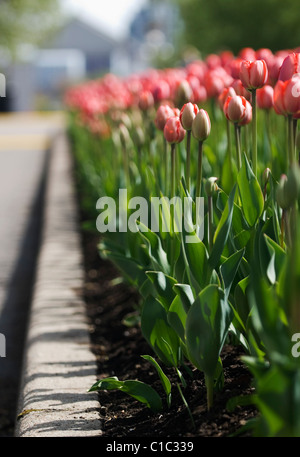 Spring tulips in the Nation's Capital, Ottawa Canada Stock Photo