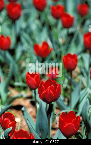 France, flower, red tulip Stock Photo