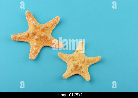 Two starfishes on a blue background. The detailed photo close up Stock Photo