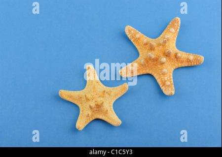 Two starfishes on a blue background. The detailed photo close up Stock Photo