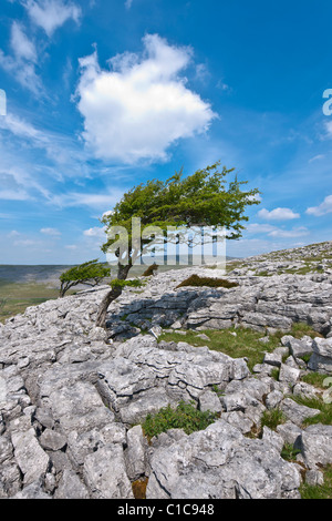 Hawthorn tree on Twistleton Scar Stock Photo