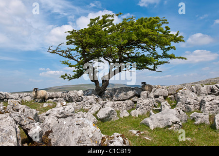 Hawthorn tree on Twistleton Scar Stock Photo