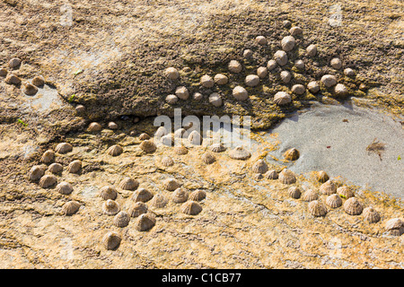 Limpets on rock - patella vulgata Stock Photo