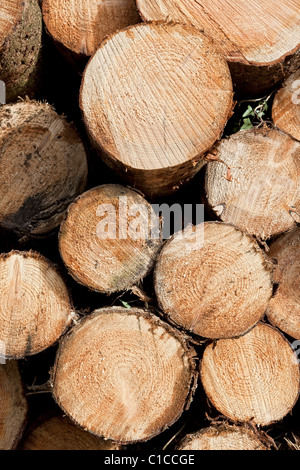 Stack of cut tree trunks end on view Stock Photo