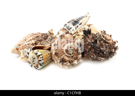 cockleshells isolated on a white background Stock Photo