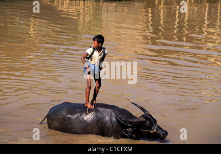 Myanmar (Burma), Shan state, Lac Inle, in this waterworld a child comes back from school riding a buffalo Stock Photo