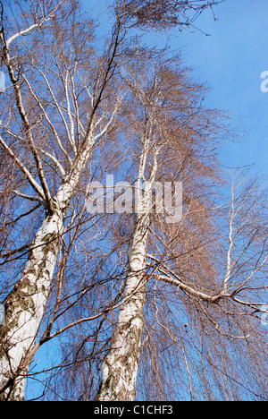 Two birches without leaves in late autumn Stock Photo
