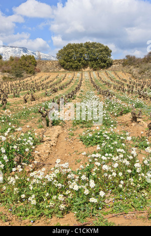 Fields of vineyards in La Rioja, Spain Stock Photo