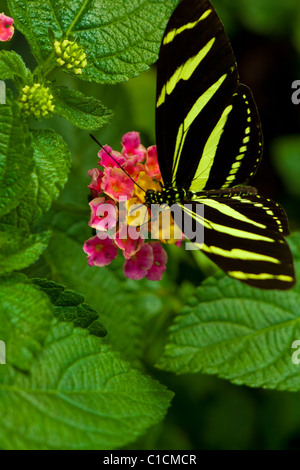 Zebra Longwing (heliconius charithonia) butterfly in nature Stock Photo