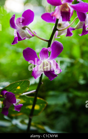 Orchids in the Butterfly House - Changi Airport Stock Photo