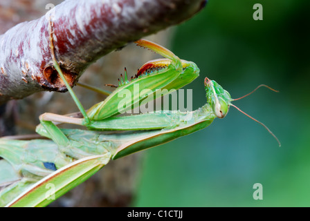 Close up of a large green mantis hanging from tree branch (selective focus on head) Stock Photo