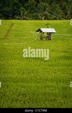 The area of Belimbing, Bali, Indonesia, has some of the most beautiful and dramatic rice terrace on the island. Stock Photo