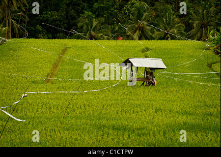 The area of Belimbing, Bali, Indonesia, has some of the most beautiful and dramatic rice terrace on the island. Stock Photo