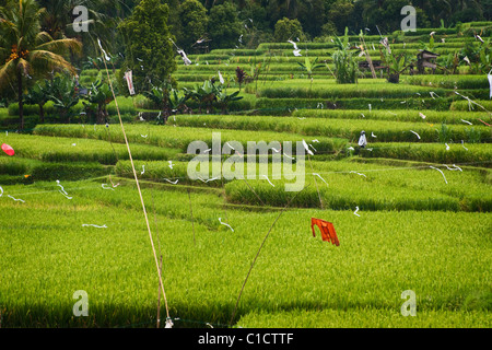 The area of Belimbing, Bali, Indonesia, has some of the most beautiful and dramatic rice terrace on the island. Stock Photo