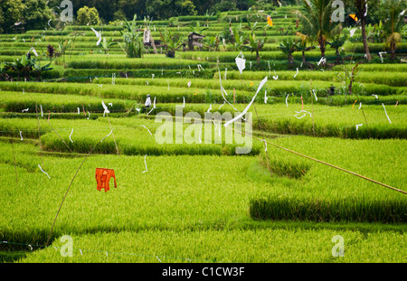 The area of Belimbing, Bali, Indonesia, has some of the most beautiful and dramatic rice terrace on the island. Stock Photo