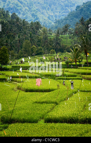 The area of Belimbing, Bali, Indonesia, has some of the most beautiful and dramatic rice terrace on the island. Stock Photo