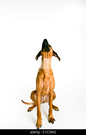 Rhodesian Ridgeback sitting looking up. Stock Photo