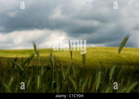 Wheat stems standing up against stormy sky