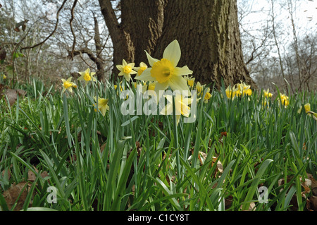 Wild Daffodils Narcissus pseudonarcissus in woodland Stock Photo