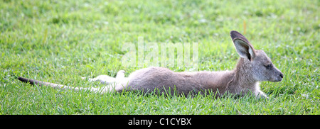 A baby eastern grey / gray kangaroo (macropus giganteus) relaxes on the grass at Tidbinbilla Nature Reserve. Stock Photo