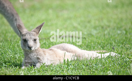 A baby eastern grey kangaroo (macropus giganteus) relaxes on the grass at the Tidbinbilla Nature Reserve. Stock Photo