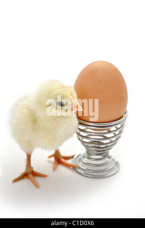 Chicken Hatching in egg cup Stock Photo - Alamy