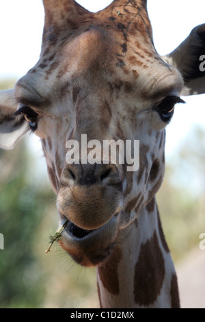 Head shot of a giraffe, Taronga Park Zoo, Sydney, New South Wales, Australia Stock Photo