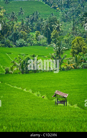 The area of Belimbing, Bali, Indonesia, has some of the most beautiful and dramatic rice terrace on the island. Stock Photo