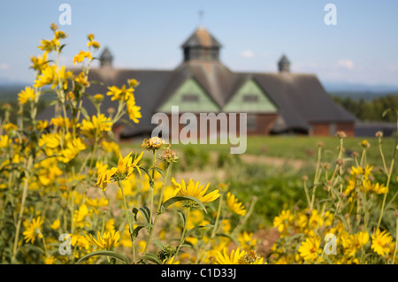 Wildflowers on Shelburne Farms, an educational working farm in Northern Vermont, with the Farm Barn building in the background Stock Photo