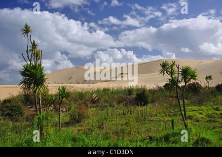 Giant Te Paki Sand Dunes, Te Paki, Cape Reinga, Northland Region, North Island, New Zealand Stock Photo