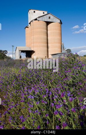 Wheat silo near Narrandera in southern New South Wales Australia Stock Photo