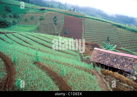 Indonesia, Java Island, Solo region, Karangpandan country landscape Stock Photo