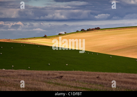 The afternoon light combined with the shadows of the cloud cover over the South Downs near to Ditchling Beacon in West Sussex. Stock Photo