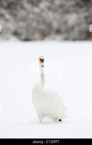 Mute swan (Cygnus olor), Reddish Vale Country Park, Greater Manchester, UK Stock Photo
