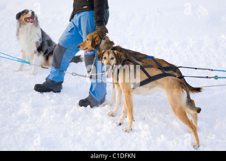 Sled dogs waiting Stock Photo - Alamy