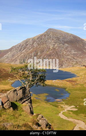Rowan tree on rocky outcrop above Llyn Idwal in Cwm Idwal National Nature Reserve with Pen Yr Ole Wen mountain in Ogwen, Snowdonia, Wales, UK Stock Photo