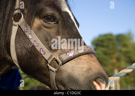 Pony in halter with hearts. Stock Photo