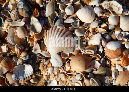 Seashells on a sandy beach. Stock Photo