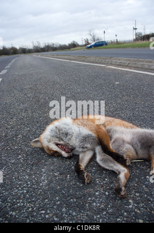 a dead fox by the roadside Stock Photo