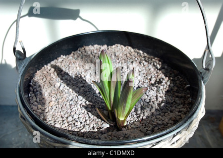 Lily shoots emerging from a pot in a bucket in a greenhouse. Stock Photo