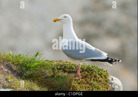Herring Gull (Larus argentatus) Langdon Cliffs, Dover, Kent, UK Stock Photo
