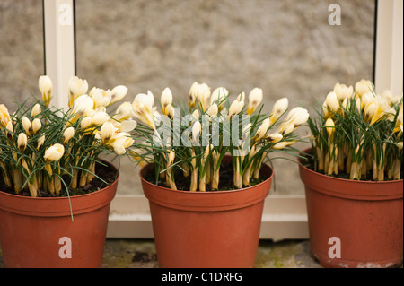 Crocus chrysanthus 'Cream Beauty' in bloom Stock Photo