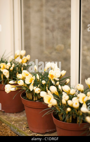 Crocus chrysanthus 'Cream Beauty' in bloom Stock Photo