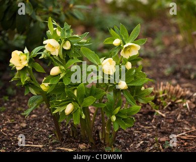 Helleborus x hybridus Ashwood Garden Hybrids in bloom Stock Photo
