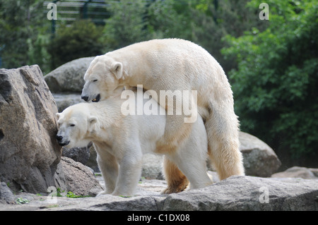 Polar bear Knut's father Lars mates with Katjuscha at the polar bear enclosure at Berlin Zoo Berlin, Germany - 28.04.09 Stock Photo