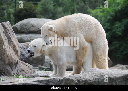 Polar bear Knut's father Lars mates with Katjuscha at the polar bear enclosure at Berlin Zoo Berlin, Germany - 28.04.09 Stock Photo